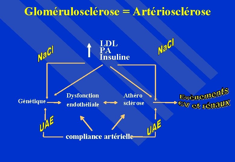 Glomérulosclérose = Artériosclérose LDL PA Insuline Génétique Dysfonction endothéliale Athéro sclérose compliance artérielle 