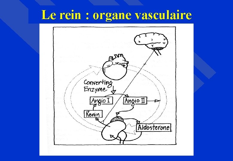 Le rein : organe vasculaire 