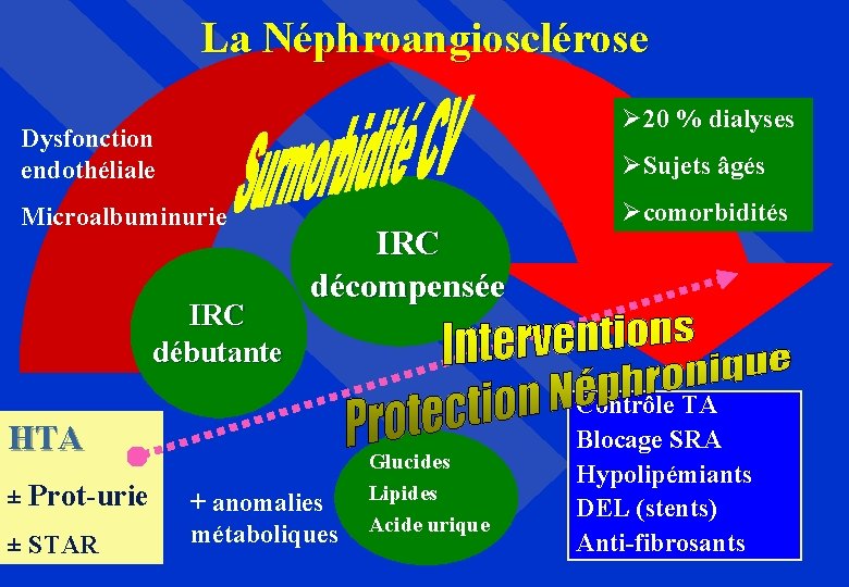 La Néphroangiosclérose Ø 20 % dialyses Dysfonction endothéliale ØSujets âgés Microalbuminurie IRC débutante IRC