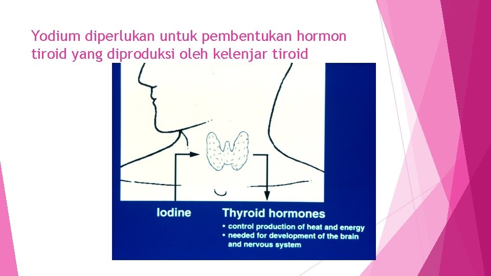 Yodium diperlukan untuk pembentukan hormon tiroid yang diproduksi oleh kelenjar tiroid 