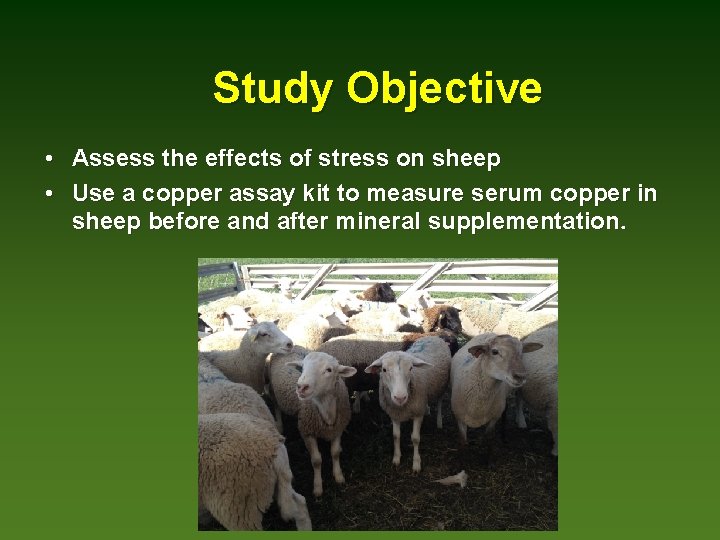 Study Objective • Assess the effects of stress on sheep • Use a copper