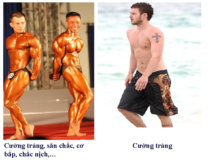 Cường tráng, săn chắc, cơ bắp, chắc nịch, … Cường tráng 