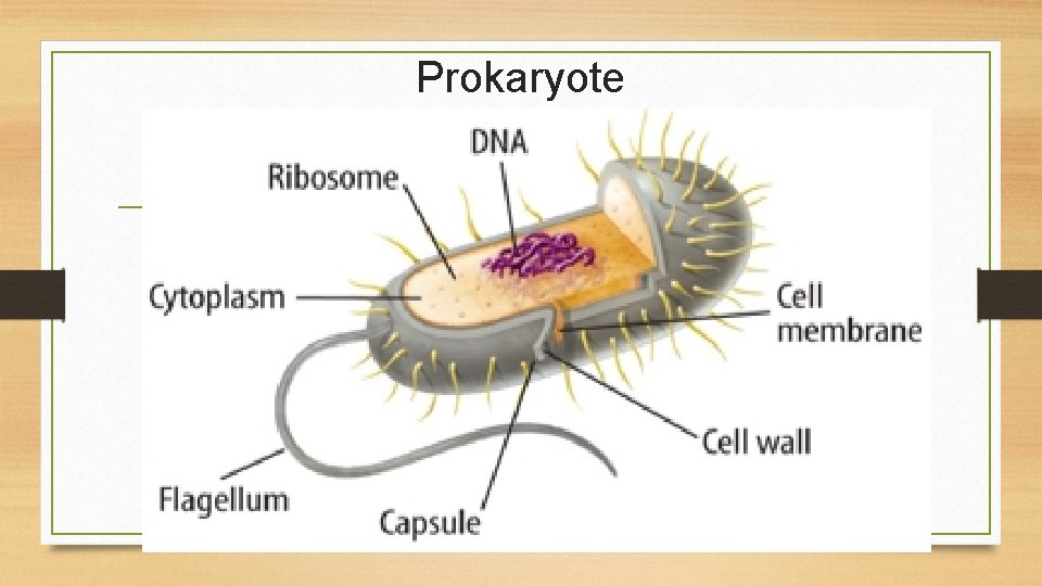 Prokaryote 