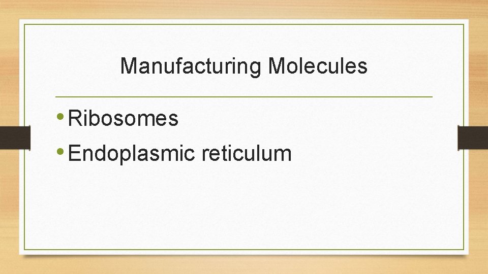 Manufacturing Molecules • Ribosomes • Endoplasmic reticulum 