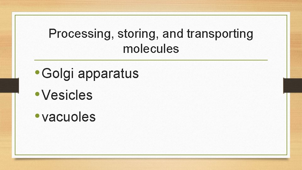 Processing, storing, and transporting molecules • Golgi apparatus • Vesicles • vacuoles 