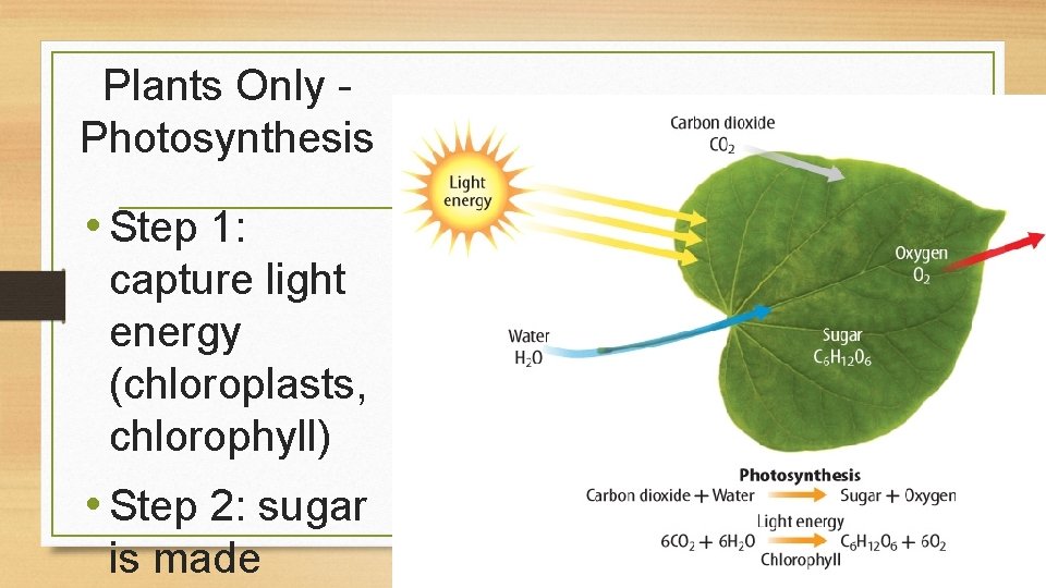 Plants Only Photosynthesis • Step 1: capture light energy (chloroplasts, chlorophyll) • Step 2: