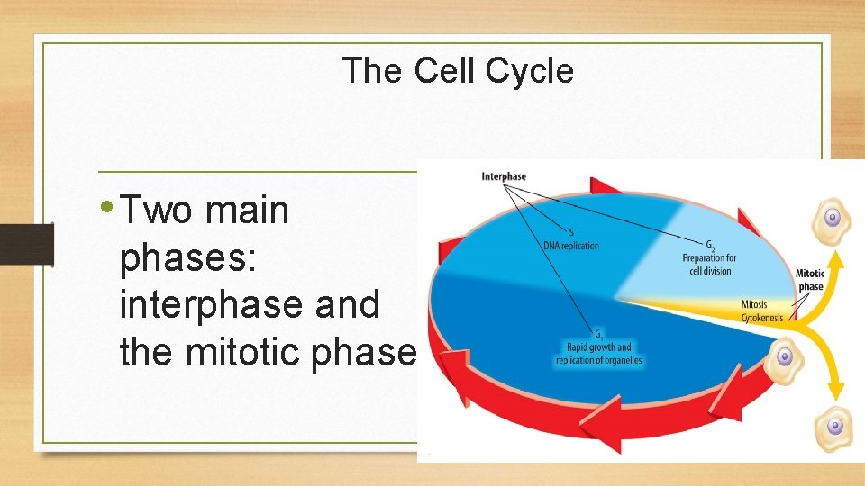 The Cell Cycle • Two main phases: interphase and the mitotic phase 