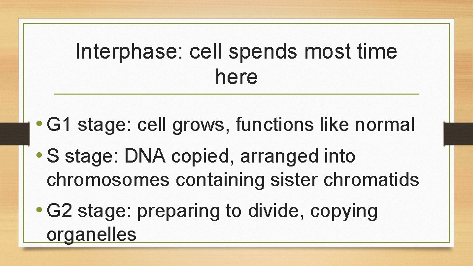 Interphase: cell spends most time here • G 1 stage: cell grows, functions like