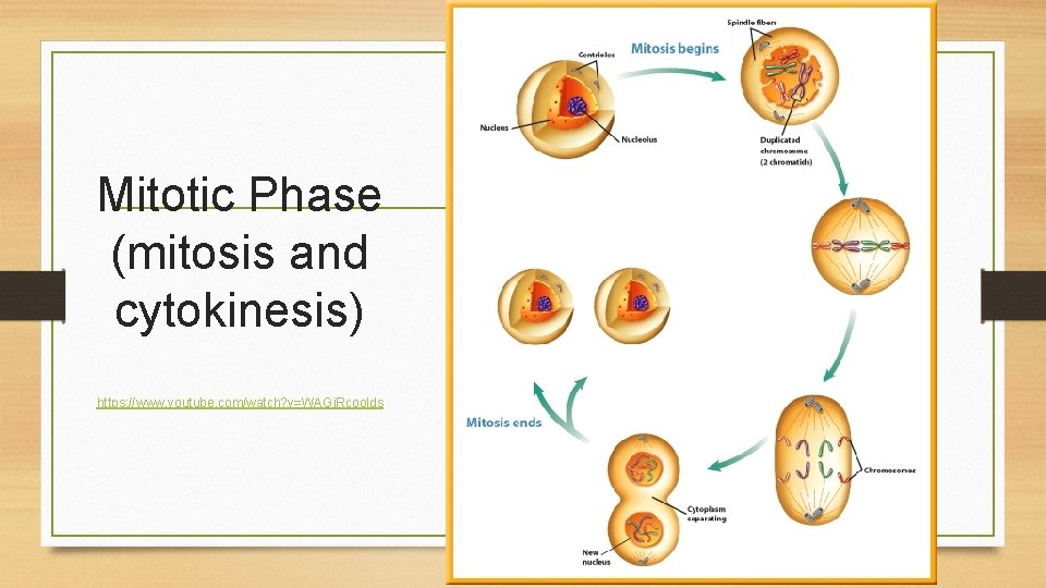 Mitotic Phase (mitosis and cytokinesis) https: //www. youtube. com/watch? v=WAGj. Rcoolds 