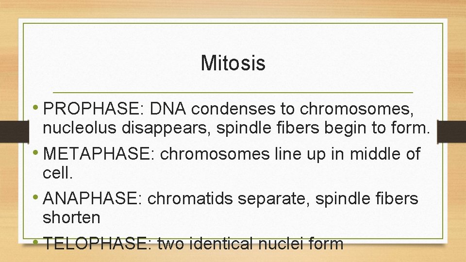 Mitosis • PROPHASE: DNA condenses to chromosomes, nucleolus disappears, spindle fibers begin to form.