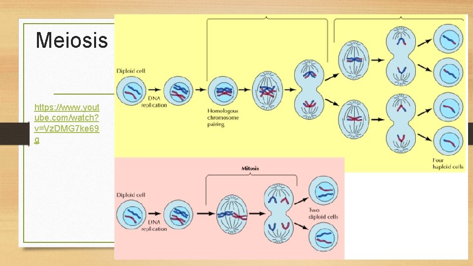 Meiosis https: //www. yout ube. com/watch? v=Vz. DMG 7 ke 69 g 