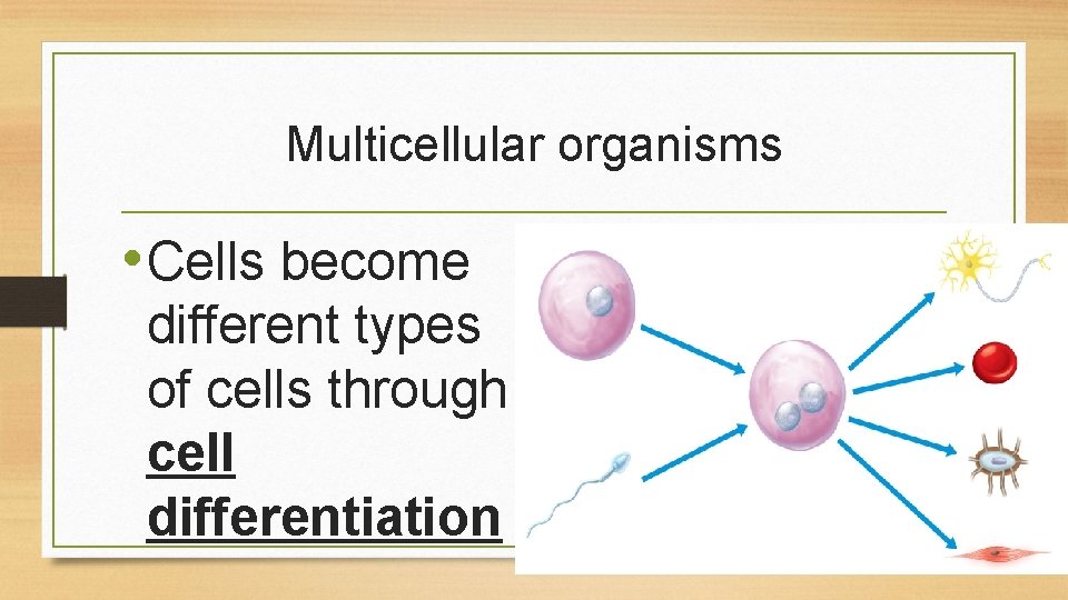 Multicellular organisms • Cells become different types of cells through cell differentiation 