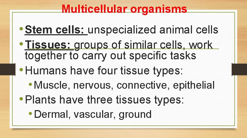 Multicellular organisms • Stem cells: unspecialized animal cells • Tissues: groups of similar cells,