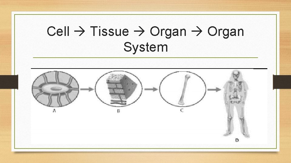 Cell Tissue Organ System 