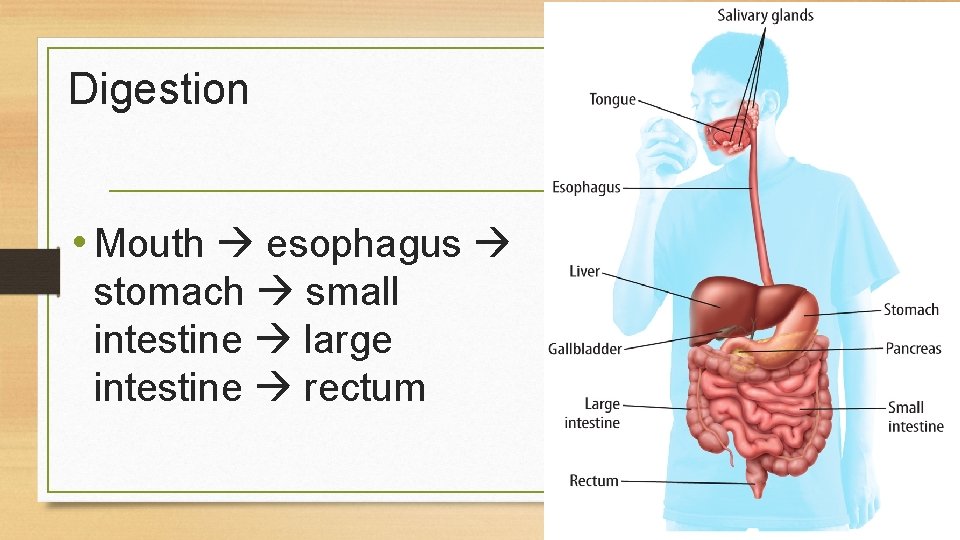 Digestion • Mouth esophagus stomach small intestine large intestine rectum 