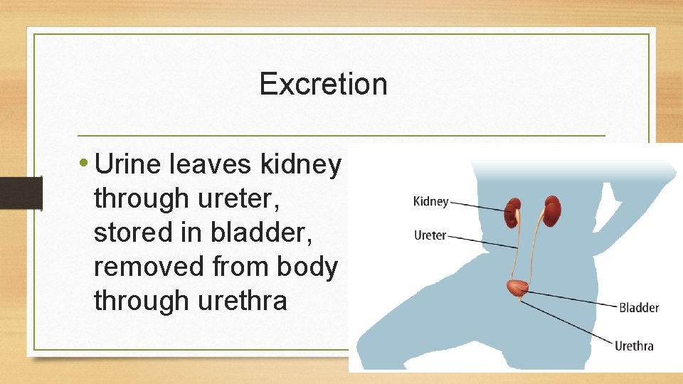 Excretion • Urine leaves kidney through ureter, stored in bladder, removed from body through