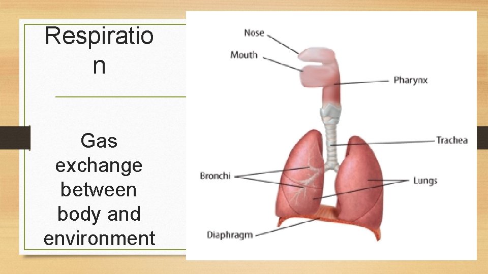 Respiratio n Gas exchange between body and environment 