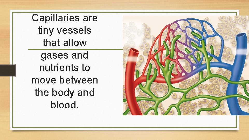 Capillaries are tiny vessels that allow gases and nutrients to move between the body