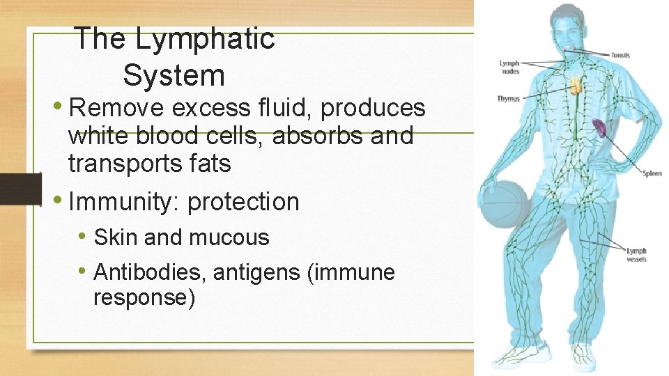 The Lymphatic System • Remove excess fluid, produces white blood cells, absorbs and transports