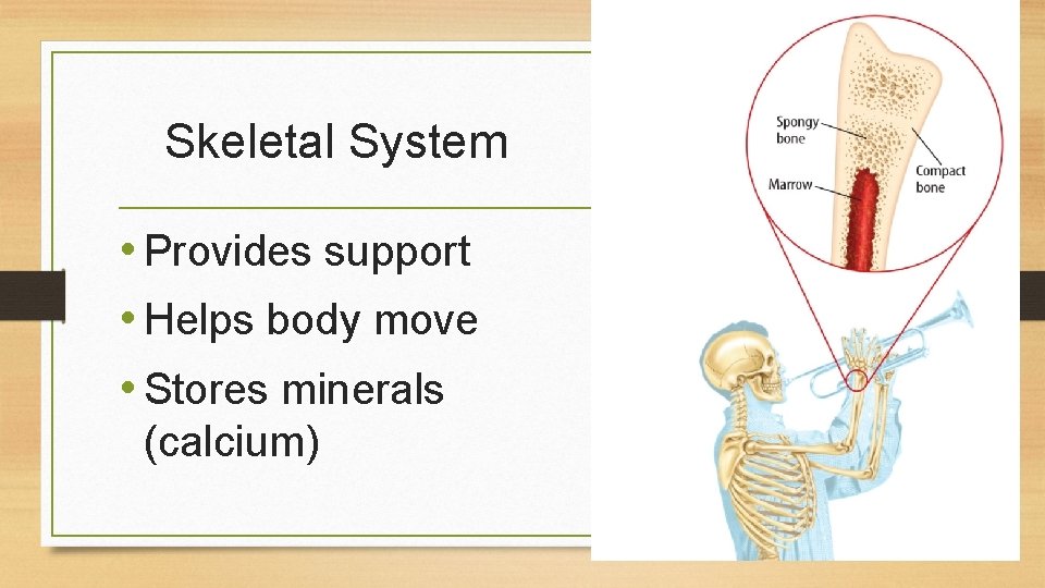 Skeletal System • Provides support • Helps body move • Stores minerals (calcium) 