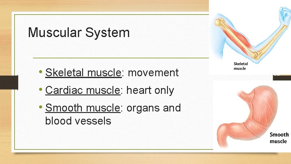 Muscular System • Skeletal muscle: movement • Cardiac muscle: heart only • Smooth muscle: