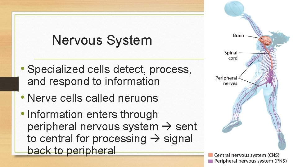 Nervous System • Specialized cells detect, process, and respond to information • Nerve cells