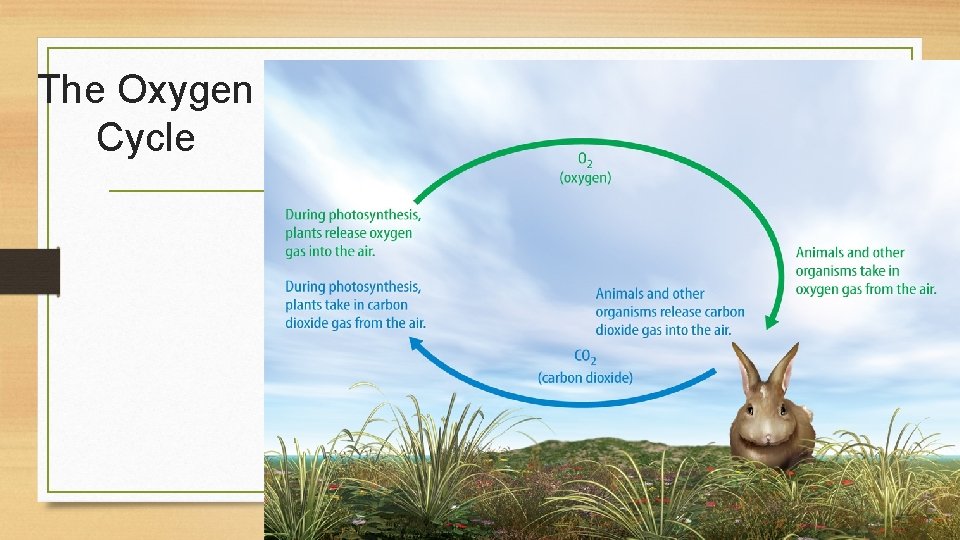 The Oxygen Cycle 