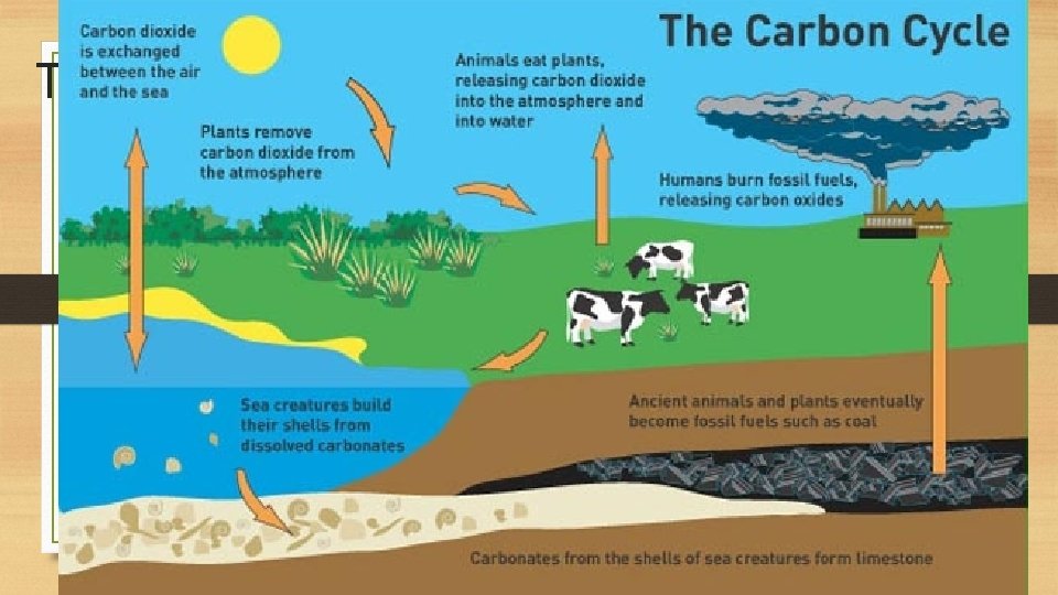The Carbon Cycle 