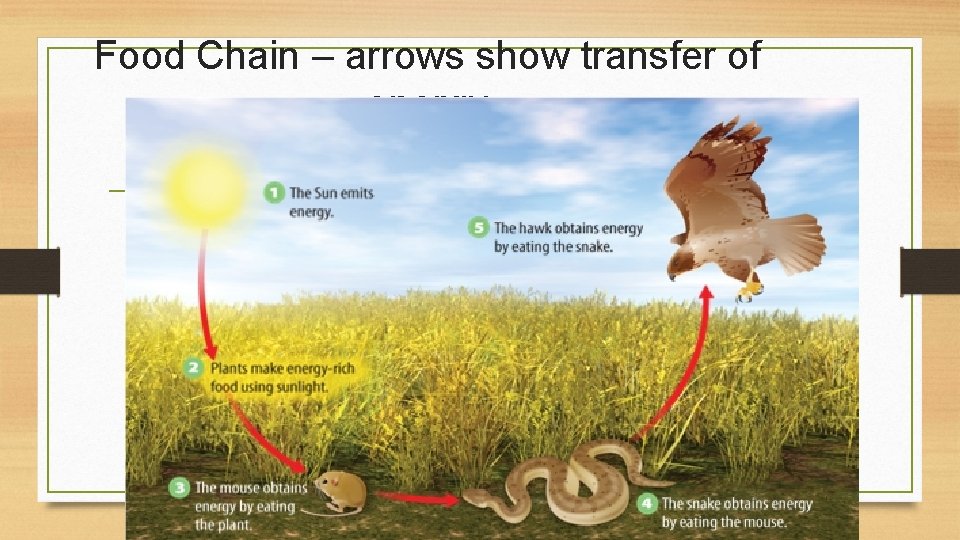Food Chain – arrows show transfer of energy 