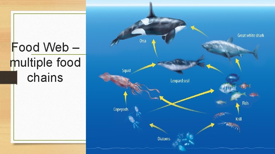 Food Web – multiple food chains 
