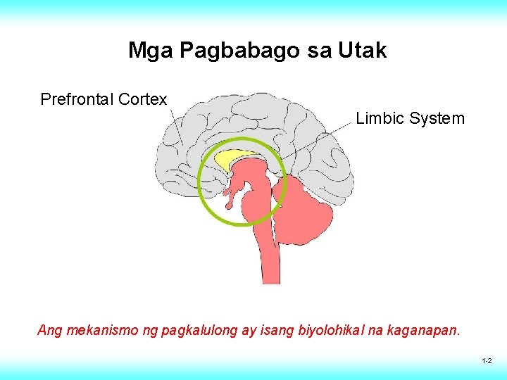Mga Pagbabago sa Utak Prefrontal Cortex Limbic System Ang mekanismo ng pagkalulong ay isang Mga Pagbabago sa Utak Prefrontal Cortex Limbic System Ang mekanismo ng pagkalulong ay isang