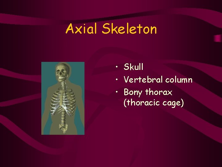 Axial Skeleton • Skull • Vertebral column • Bony thorax (thoracic cage) 