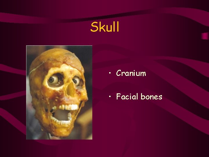 Skull • Cranium • Facial bones 