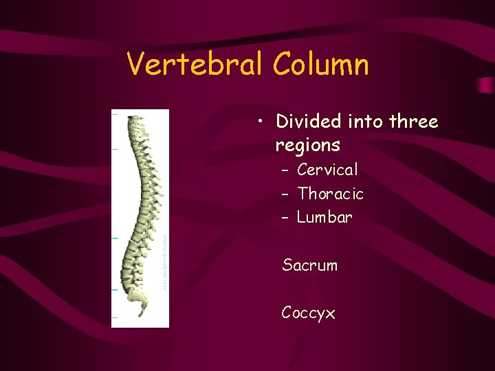 Vertebral Column • Divided into three regions – Cervical – Thoracic – Lumbar Sacrum