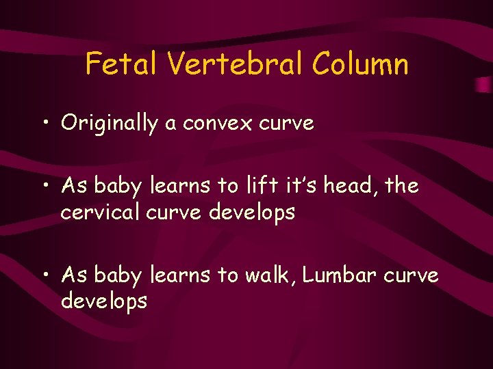 Fetal Vertebral Column • Originally a convex curve • As baby learns to lift