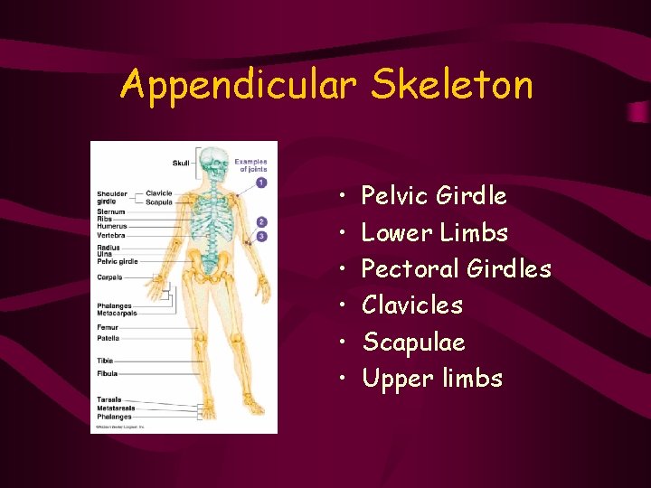 Appendicular Skeleton • • • Pelvic Girdle Lower Limbs Pectoral Girdles Clavicles Scapulae Upper