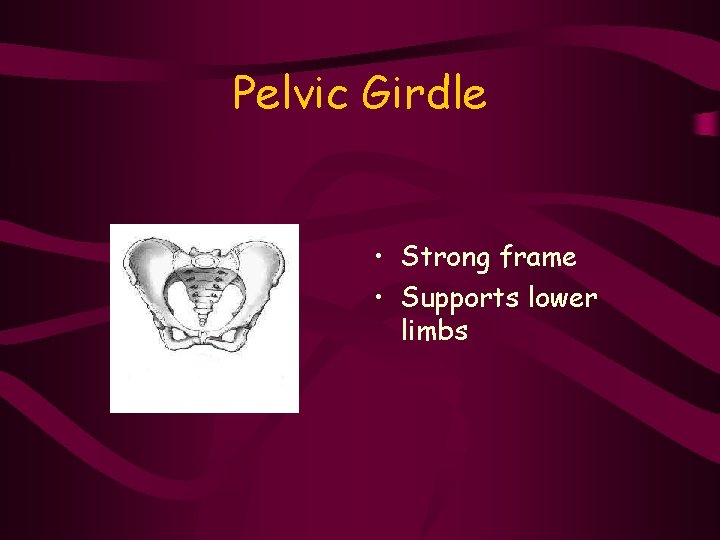 Pelvic Girdle • Strong frame • Supports lower limbs 