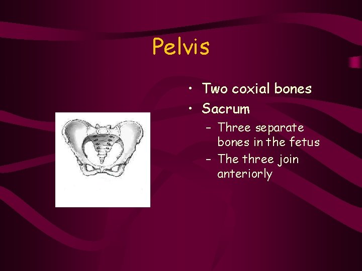 Pelvis • Two coxial bones • Sacrum – Three separate bones in the fetus