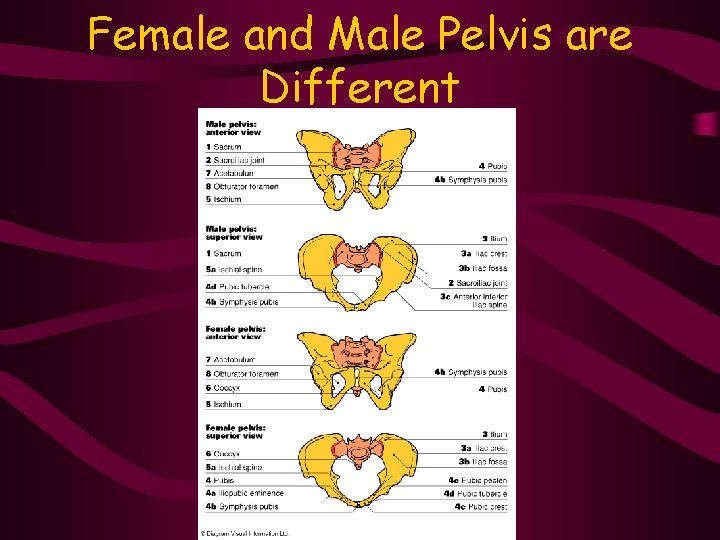 Female and Male Pelvis are Different 