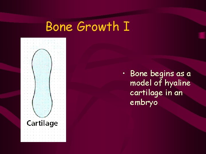 Bone Growth I • Bone begins as a model of hyaline cartilage in an