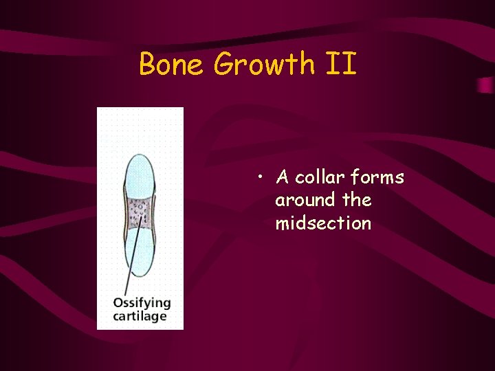 Bone Growth II • A collar forms around the midsection 