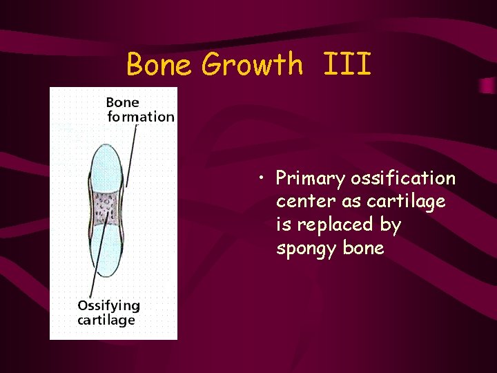 Bone Growth III • Primary ossification center as cartilage is replaced by spongy bone