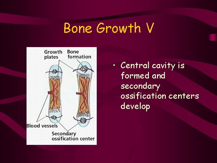 Bone Growth V • Central cavity is formed and secondary ossification centers develop 
