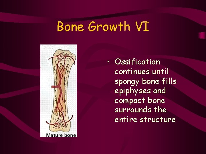Bone Growth VI • Ossification continues until spongy bone fills epiphyses and compact bone
