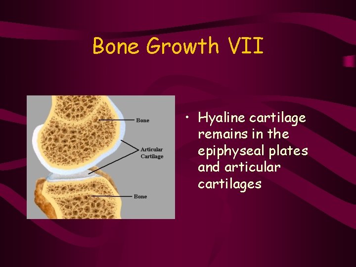 Bone Growth VII • Hyaline cartilage remains in the epiphyseal plates and articular cartilages