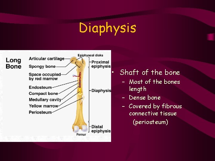 Diaphysis • Shaft of the bone – Most of the bones length – Dense