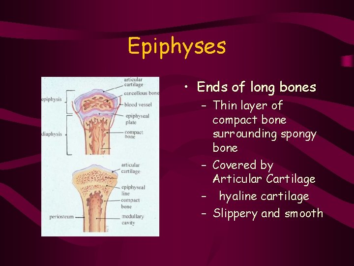 Epiphyses • Ends of long bones – Thin layer of compact bone surrounding spongy