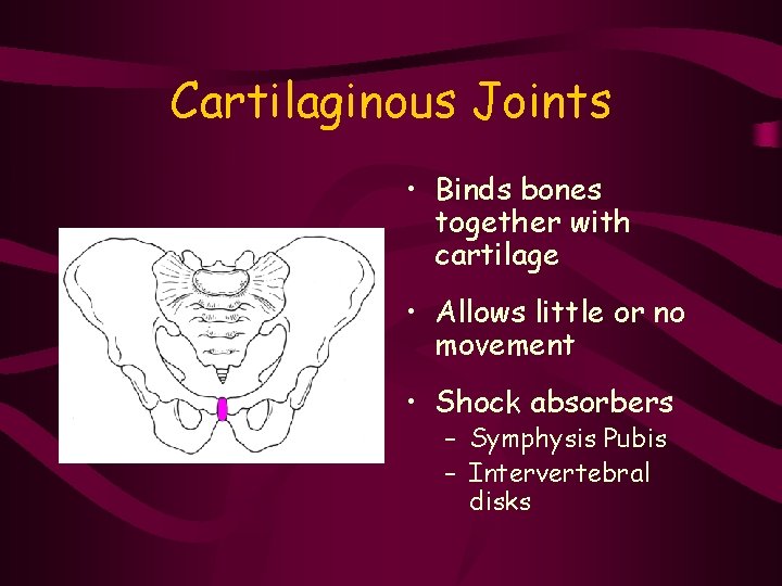 Cartilaginous Joints • Binds bones together with cartilage • Allows little or no movement