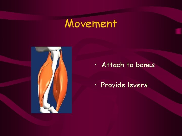 Movement • Attach to bones • Provide levers 