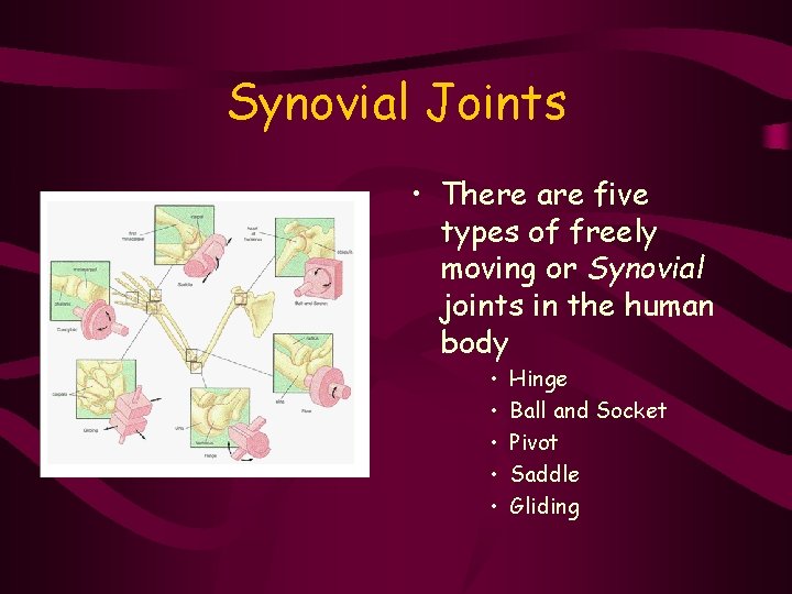 Synovial Joints • There are five types of freely moving or Synovial joints in